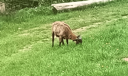 Tierchen gefunden: Wer vermisst dieses Schaf?