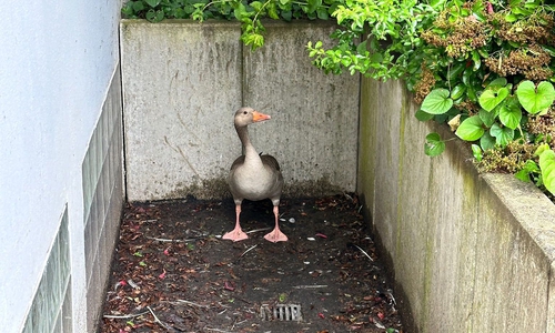 Die Nilgans kam alleine nicht mehr aus dem Lichtschacht.