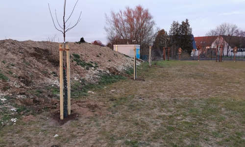 Auch der Schützenverein Sauingen hat sich im vergangenen Jahr an der Aktion 1.000 Bäume für Salzgitter beteiligt.