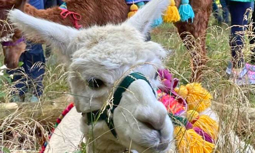 Es gibt ein buntes Ferienprogramm. Beispielsweise mit Alpaka-Spaziergang.