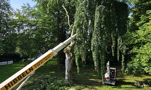Der Baum musste leider gefällt werden.
