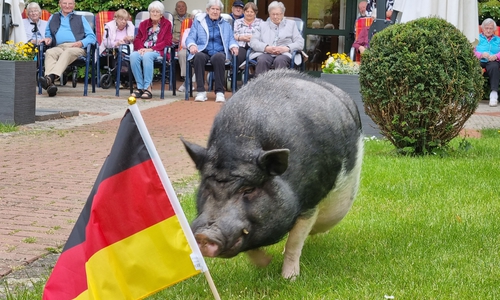 Hängebauchschwein Trüffel sieht den Sieger schon vor sich.