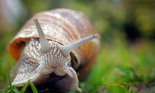 Ungeladene Gäste: Sie kommen, um zu fressen. (Symbolfoto)