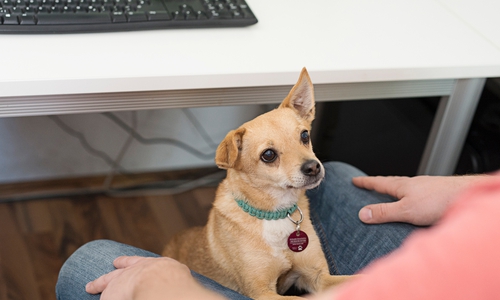 Ein Hund im Büro kann für Abwechslung sorgen.