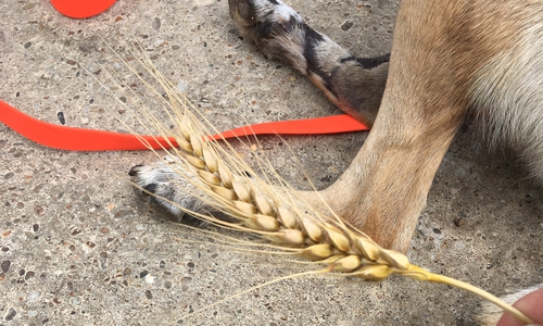 Klein, schmerzhaft und gefährlich: Grannen können für Hunde und Katzen zu einem Gesundheitsrisiko werden.