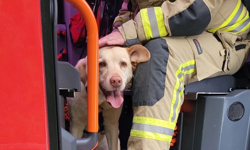 Die Feuerwehr betreute einen Hund, der in einem der Fahrzeuge war.