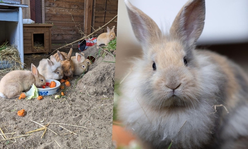 Kennenlernen? Dann schnell einen Termin im Tierheim vereinbaren.