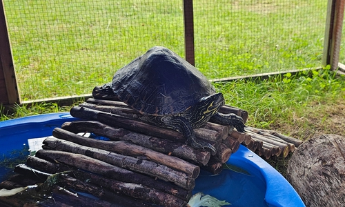 Auch eine Wasserschildkröte lebt im Tierheim Wolfenbüttel