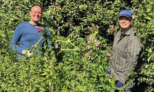 Erneuter Arbeitseinsatz: Der Landkreis kämpft gegen die invasive Pflanzenart an.