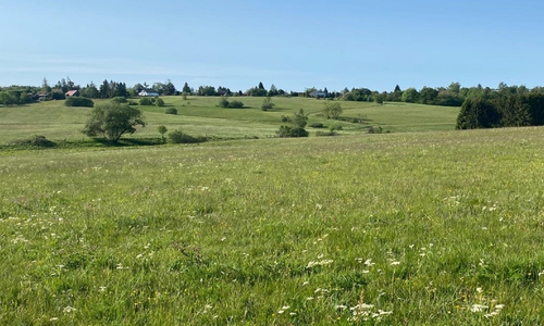 Das Aussehen einer typischen Bergwiese bei Hohegeiß. 