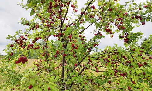 Kirschpflaume (Archiv)