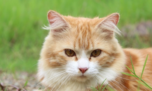 Bei der Mischlingskatze handelt es sich um Katzen, deren Abstammungslinien nicht genau nachvollziehbar sind (Symbolfoto) 