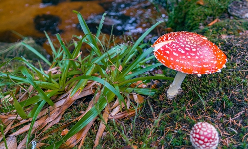 Im Rahmen der Pilzlehrwanderung wird man vermutlich auch etwas über diese Exemplare erfahren.