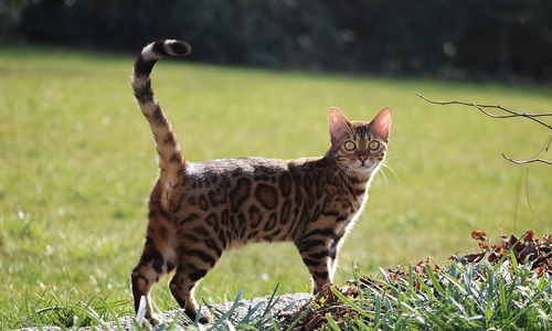 Die Bengalkatze zeichnet sich durch ihre außergewöhnliche Fellzeichnung aus. 