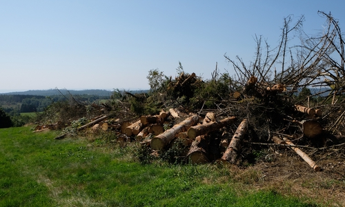 Im Zuge des Projektes werden an verschiedenen Stellen nahe Hohegeiß abgestorbene Fichten gerodet, die Stubben entfernt und anschließend das Mahdgut der angrenzen Bergwiesen-Flächen übertragen, um so lebensraumtypische Arten zu etablieren.