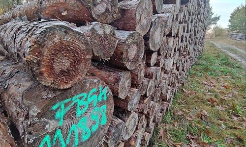 Holzstämme (Archiv)