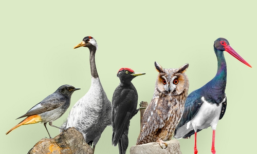 Wer macht das Rennen: Hausrotschwanz, Kranich, Schwarzspecht, Waldohreule oder Schwarzstorch? 