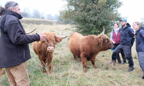 andwirt Martin Töpperwien (links) erläutert Carolin Kluger (Landschaftspflegeverband Goslar), Karl Könecke (Geschäftsführer des Landschaftspflegeverbandes) und Varinia Lietsch (Untere Naturschutzbehörde Landkreis Goslar) (von rechts), warum sich die Hochland-Rinder gut für die Beweidung eignen.