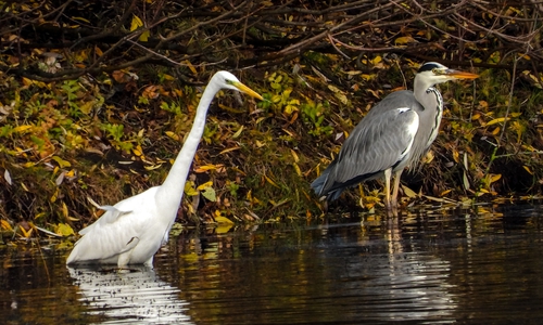 Grau- und Silberreiher im Vergleich.