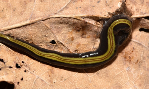 Jetzt auch in Deutschland angekommen: Die markant gefärbte Landplanarie Caenoplana variegata stammt ursprünglich aus Australien und breitet sich seit einigen Jahren in Europa aus.