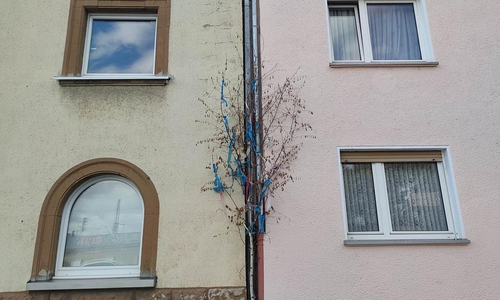Maibaum vor Haus in Köln (Archiv)