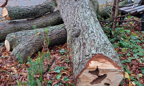 Die ersten Bäume wurden gefällt.