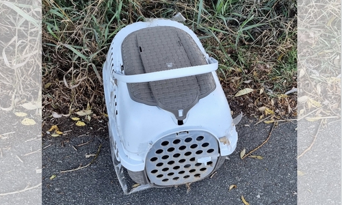 In dieser Box wurde die Katze gefunden. 