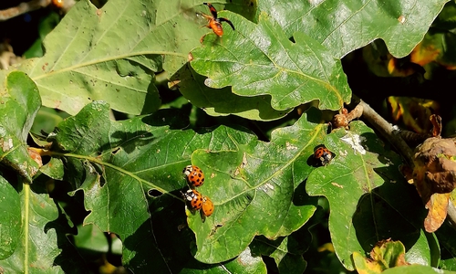 Ungewöhnlich viele Marienkäfer waren zuletzt an sonnigen Tagen zu sehen.