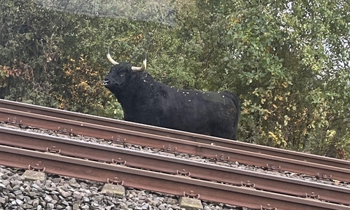 Der Bulle wurde entlang der B82 gesichtet.