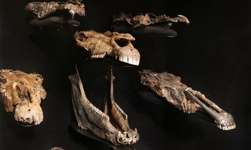 Bilder des Schädels von Equus mosbachensis aus der Ausstellung im Paläon Museum.