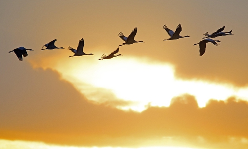 Vor allem Kraniche sind betroffen.  Symbolbild