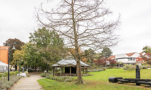 Das seltene chinesische Rotholz im Rosengarten hat offensichtlich Schaden genommen.