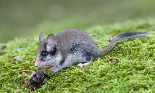 Der Gartenschläfer.