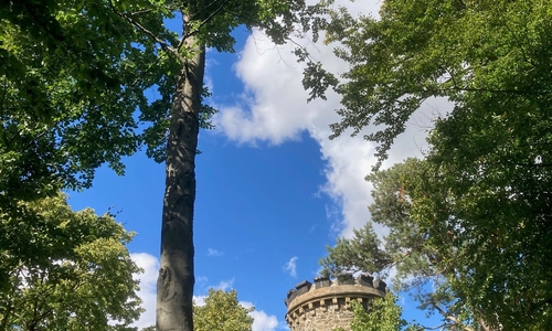Viele alte Buchen sind in einem schlechten Zustand.