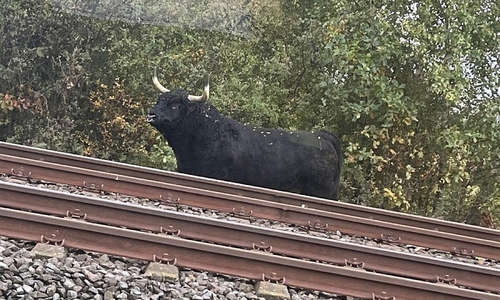 Ausgebüxter Stier (Archiv)