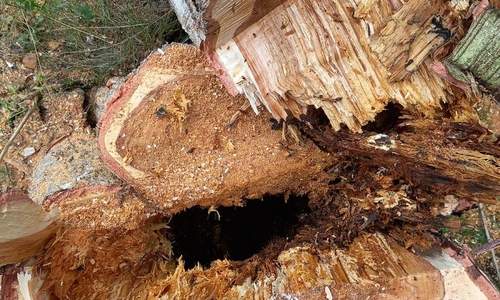 Baum drohte auf Gebäude zu stürzen (Archiv)