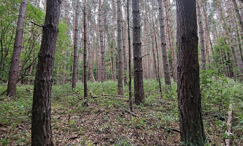 Wald (Archiv)
