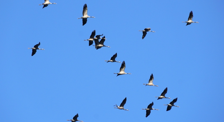 In unserer Region zuhause: Er könnte Vogel des Jahres 2027 werden