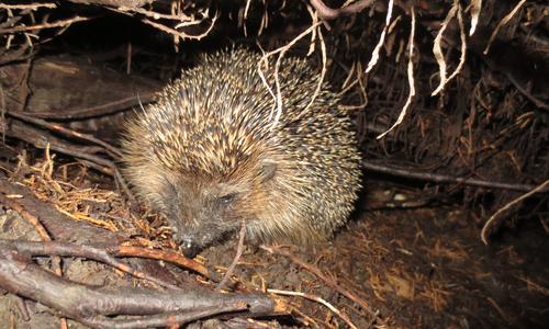 Die Stadt ruft zur naturnahen Gestaltung von Gärten auf. Herbstlaub bildet einen guten Schutz für Igel. 