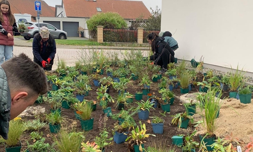 Etwa 20 verschiedene heimische Wildstauden wurden ohne festen Pflanzplan in einer sogenannten Mischpflanzung gesetzt.