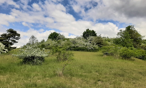 Verbuschter Magerrasen am Schäferstuhl.