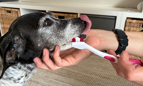 Zum Medical Training kann auch das Zähneputzen gehören.