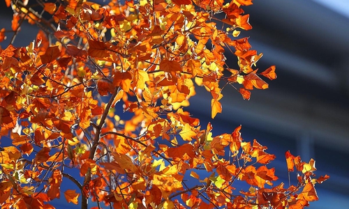 Herbstblätter (Archiv)