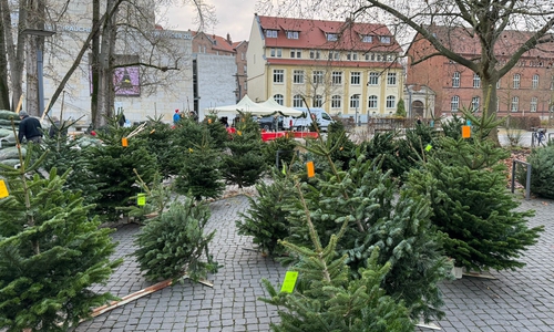 Das Lions Hilfswerk Braunschweig Löwenherz lädt zum traditionellen Weihnachtsbaumverkauf ein. 