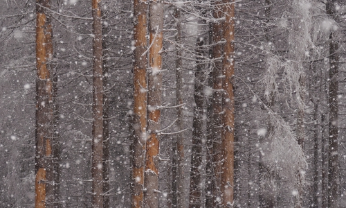 Schneefall vor entrindeten Fichten.