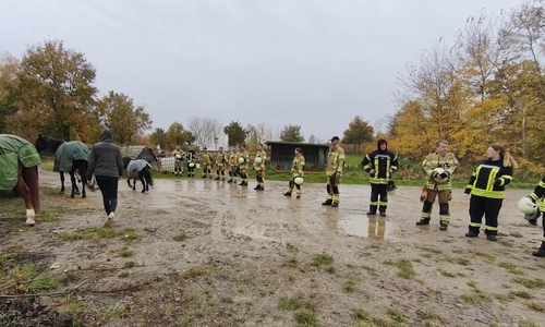 Anhand einer Menschenkette wurden die Pferde kontrolliert in eine Richtung geleitet.
