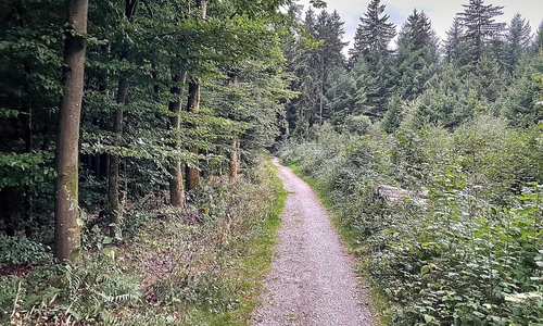 Waldweg (Archiv)