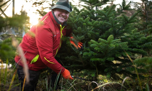 Förster Dirk Strauch fällt eine Nordmanntanne.