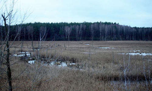 Moorlandschaft (Archiv)