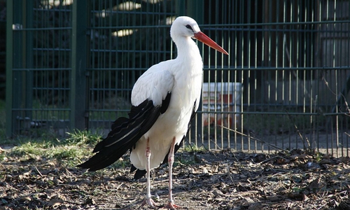 Weißstorch (Archiv)